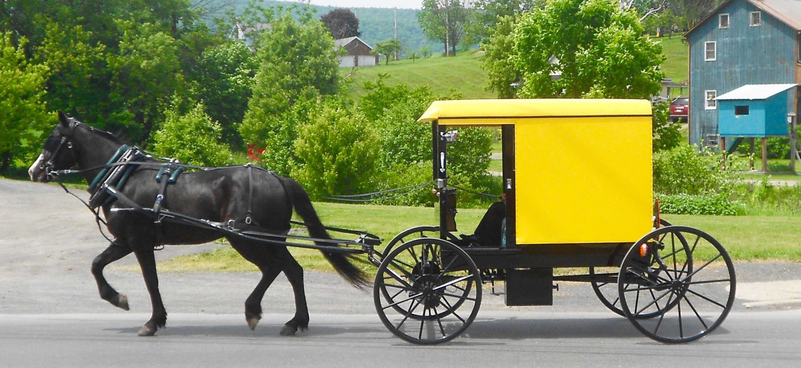 Yellow Top Buggy Belleville Pa