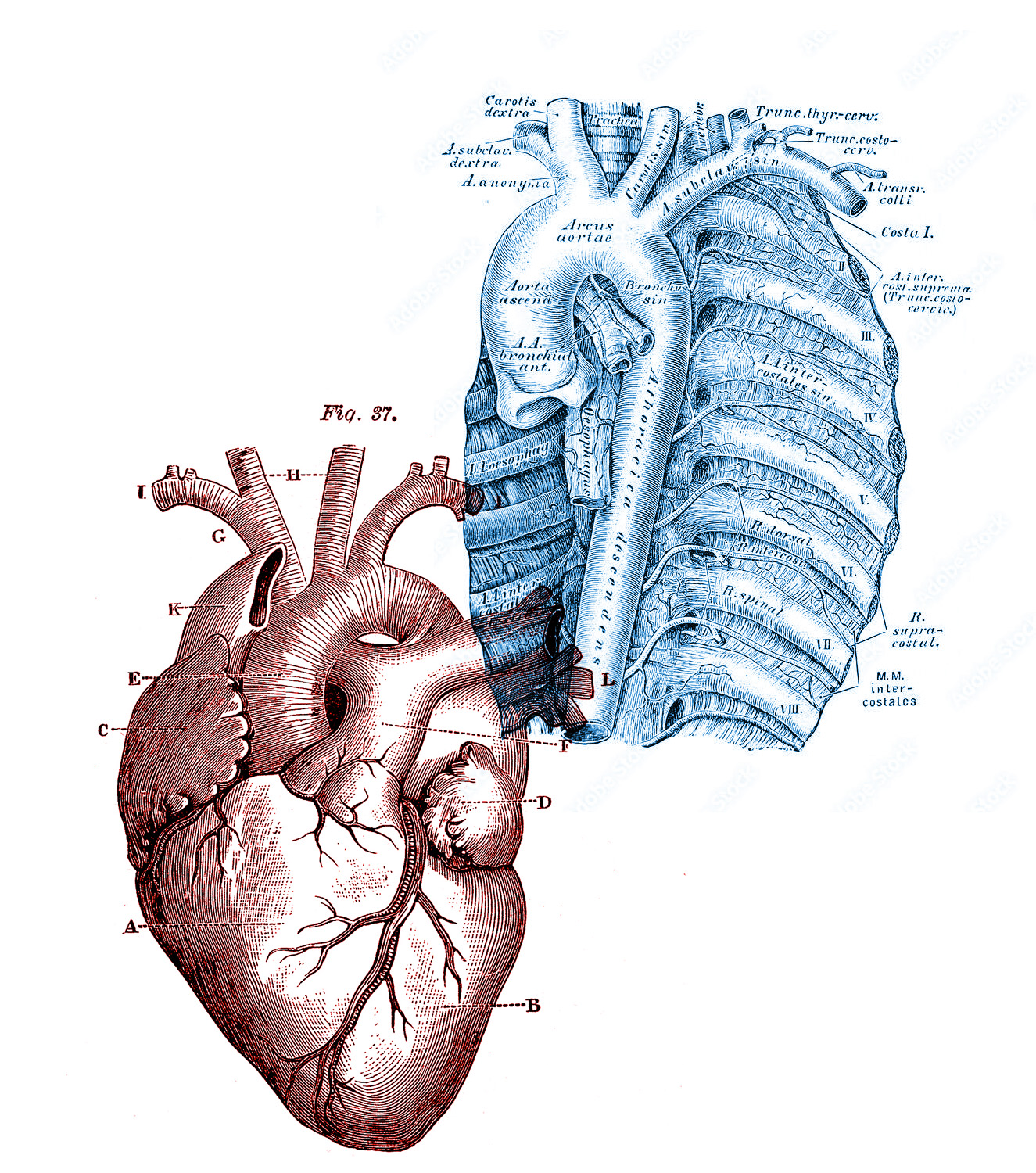 Heartandaorta